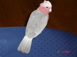 Itzel