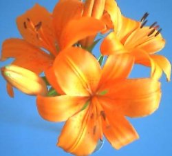 Orange Tiger Lily
