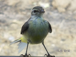 The Mysterious Bird