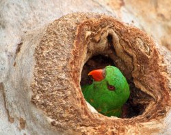 Home Among The Gum Trees