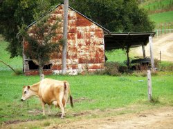 Shed