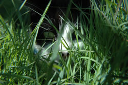Cant See Me