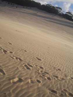 Disturbance In The Dust
