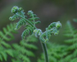 Unfurling
