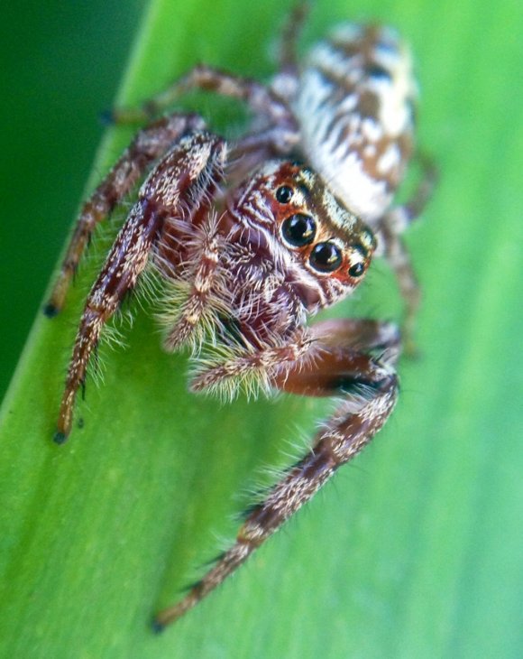 Look Into My Eyes