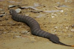 Adder Boy