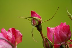 Perfect Pink Roses