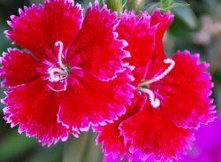 My Flower's