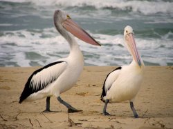 Pelican After The Storm