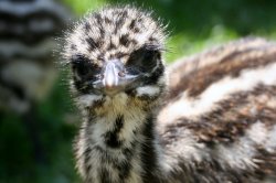 Baby Emu