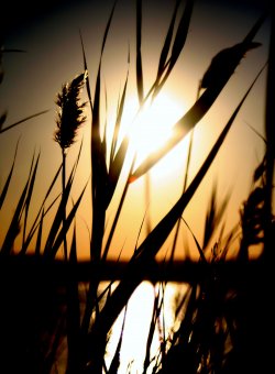 Sunset On Tuggerah Lake