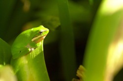 Painted Frog