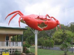 Big Crab At Cardwell
