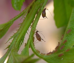 Aphids
