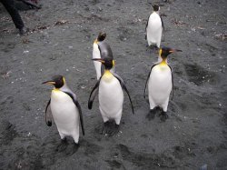 King Penguins - The Pretty Ones