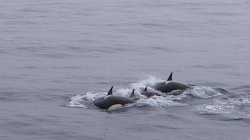 Mum, Dad And The Kids - Synchronised Swimming