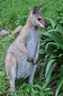 A Kangaroo Encounter