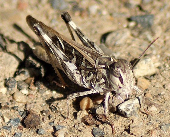 Jimminy Cricket