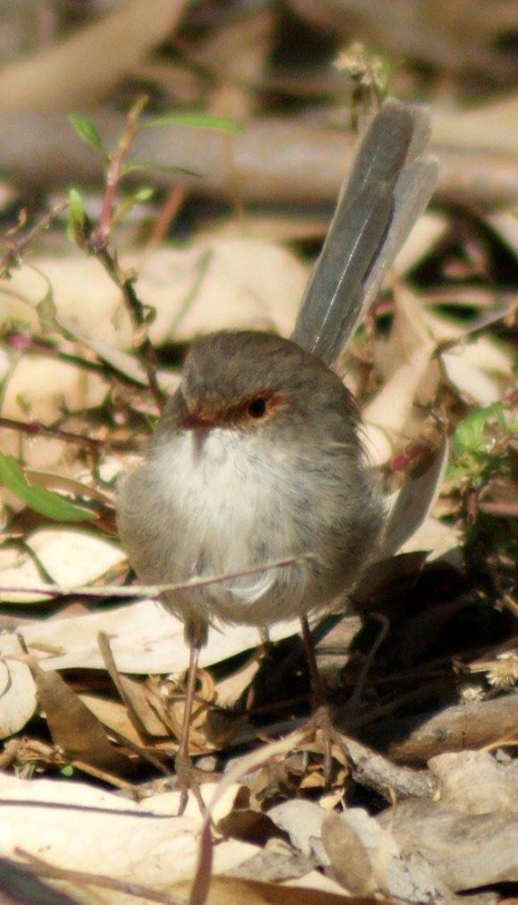 Feathered Friend