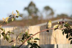Honeyeater