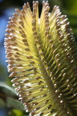 Australian Plant: Banksia Flower