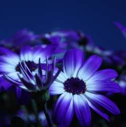 Harmony 2
