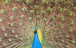 Peacock Pride