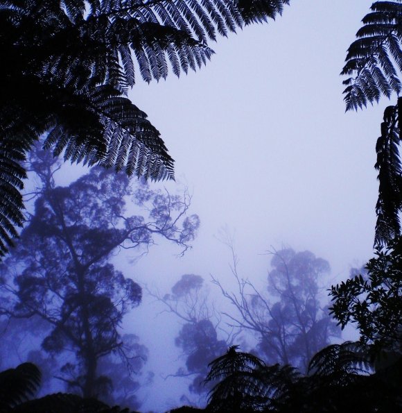 Misty Autumn Morning