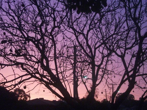 Through The Trees