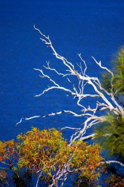 Dead Tree