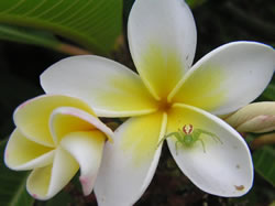 Flower Spider