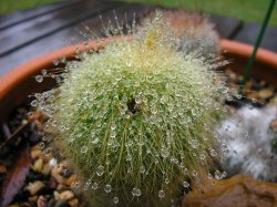 Cactus Droplets