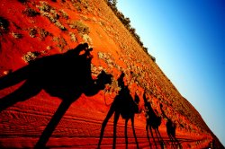 Camel Ride Silverton