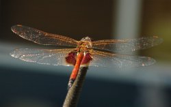 Dragon Fly Eating