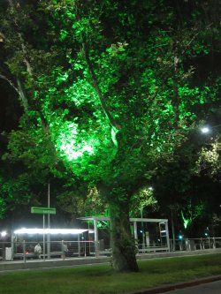 Trees Are Green...