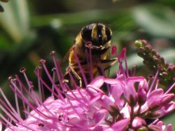 Nature - Bee 