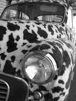 Cow Car