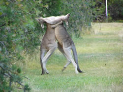 Sparring Kangaroos