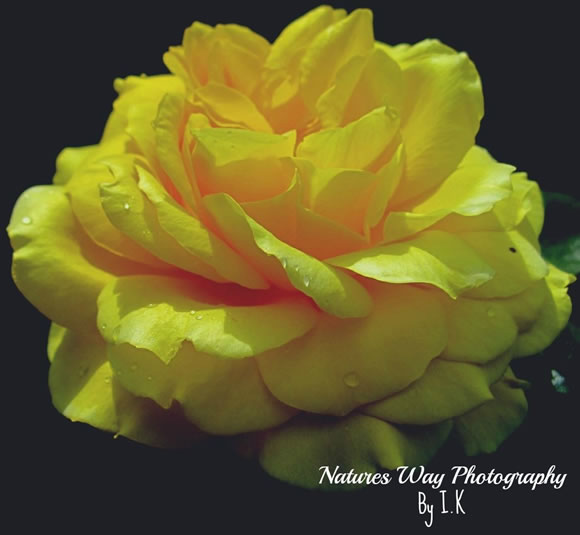 Yellow Roses Bloom