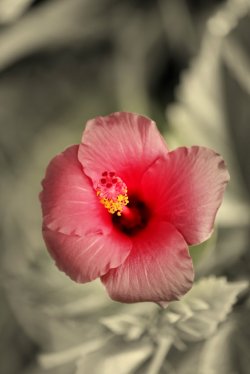 In Bloom