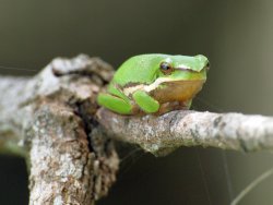 Frog