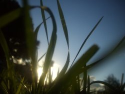 Sun & Grass