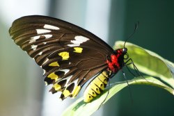 Beautiful Butterfly