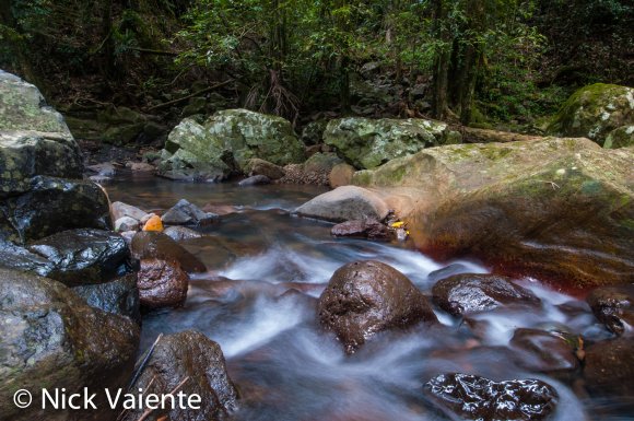 Springbrook Stream