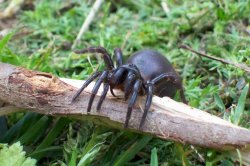 Funnelweb Spider