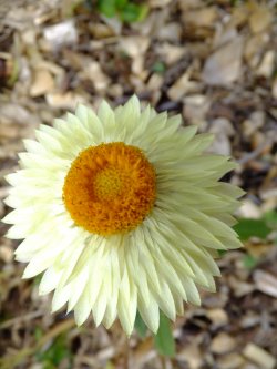 Australian Paper Daisy