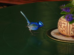 Superb Blue Wren