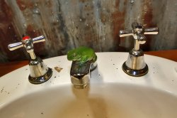 Green Frog In The Bathroom
