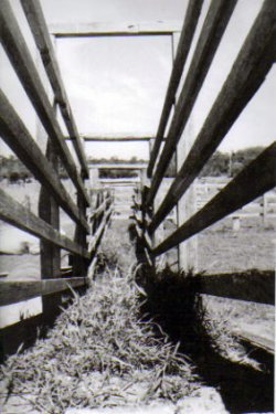 Cattle Run