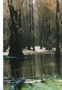 Lost World